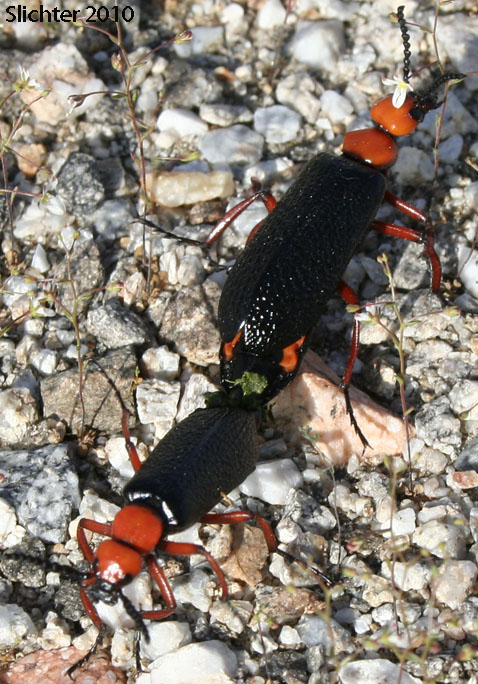 Desert Blister Beetle, Master Blister Beetle: Lytta magister