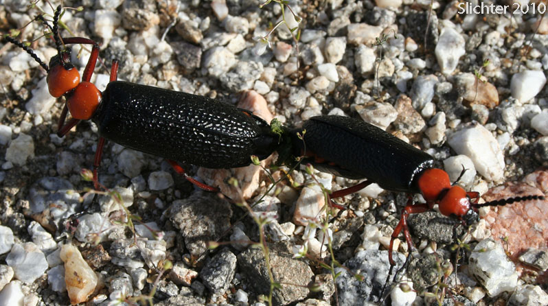 Desert Blister Beetle, Master Blister Beetle: Lytta magister