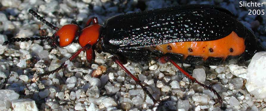 Desert Blister Beetle, Master Blister Beetle: Lytta magister