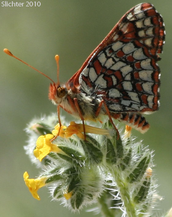 Henne's' Variable Checkerspot: Euphydryas chalcedona hennei