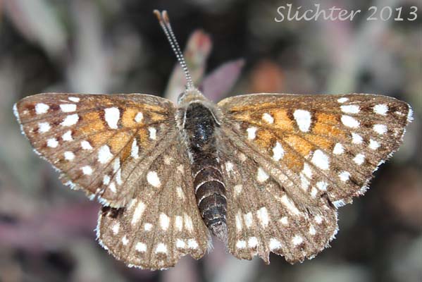 Desert Metalmark, Sonoran Metalmark: Apodemia mejicanus deserti
