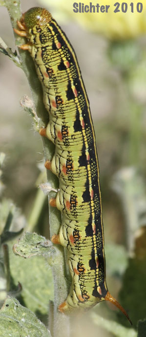 White-lined Sphinx Moth: Hyles lineata