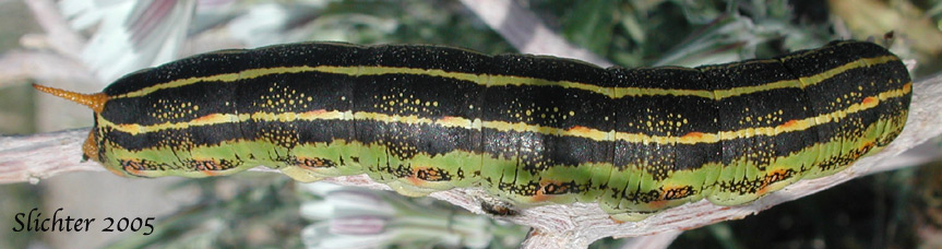 White-lined Sphinx Moth: Hyles lineata