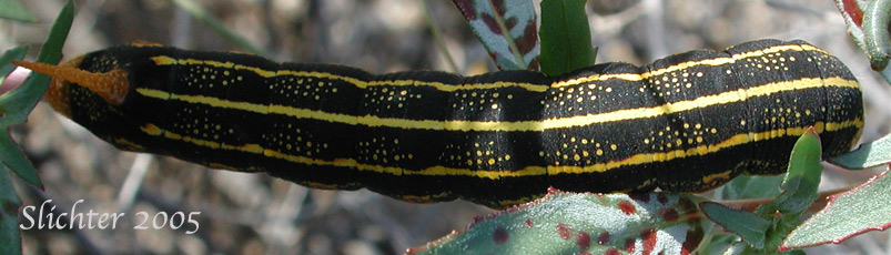 White-lined Sphinx Moth: Hyles lineata