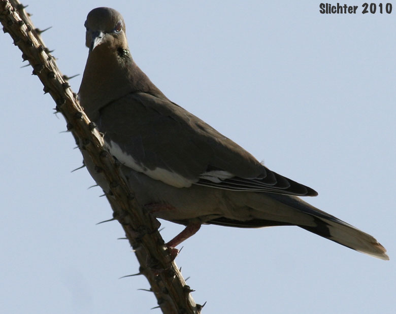 White-winged Dove: Zenaida asiatica