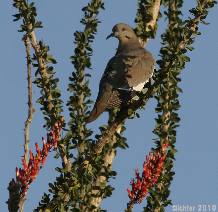 White-winged Dove: Zenaida asiatica