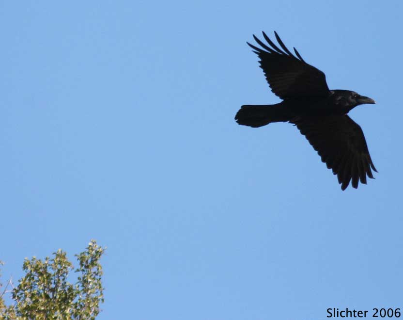 Common Raven: Corvus corax