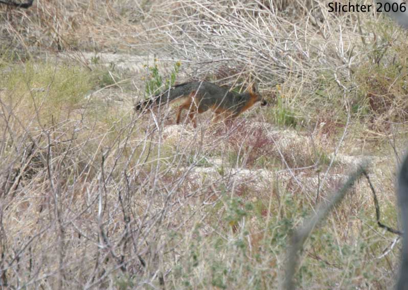 Gray fox (Urocyon cinereoargenteus) running across a field near the Pena Springs Trail in upper Culp Valley, Anza-Borrego Desert State Park, CA.....March 31, 2006.