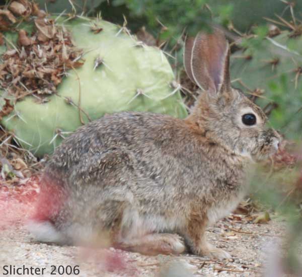 Audubon Cottontail, Desert Cottontail: Sylvilagus audubonii