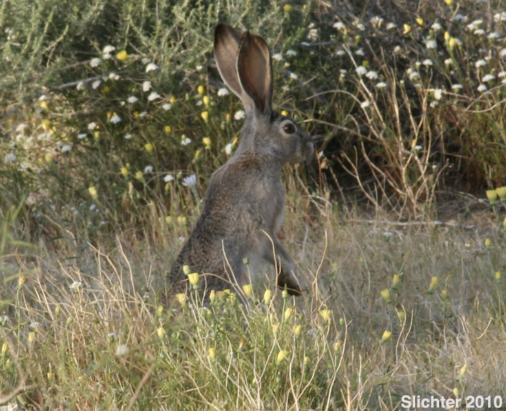Black-tailed Hare, Black-tailed Jackrabbit: Lepus californicus