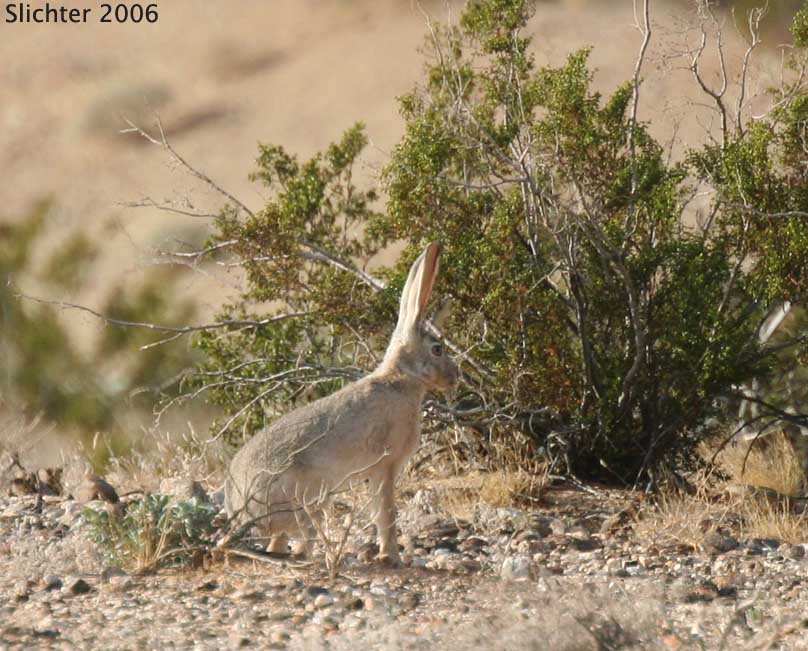 Black-tailed Hare, Black-tailed Jackrabbit: Lepus californicus