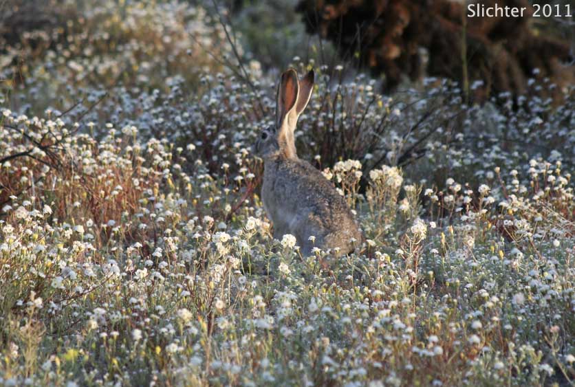 Black-tailed Hare, Black-tailed Jackrabbit: Lepus californicus