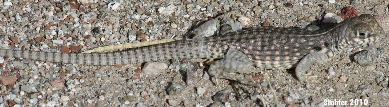 Desert Iguana: Dipsosaurus dorsalis