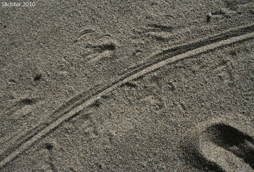 Lizard tracks in the sand along the West Truxhaven Trail opposite Fonts Point, Anza-Borrego Desert State Park, CA.....March 27, 2010