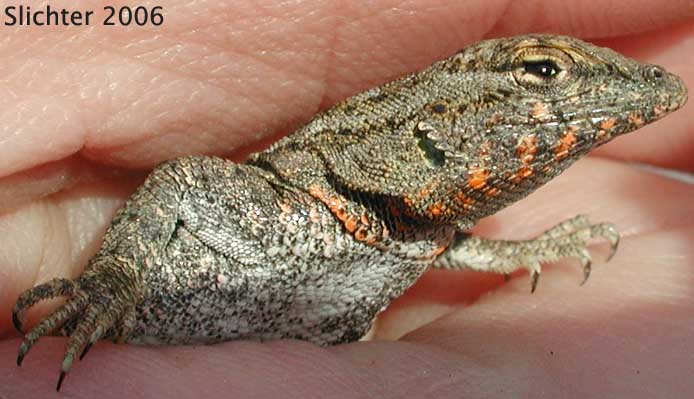 Side-blotched Lizard: Uta stansburiana