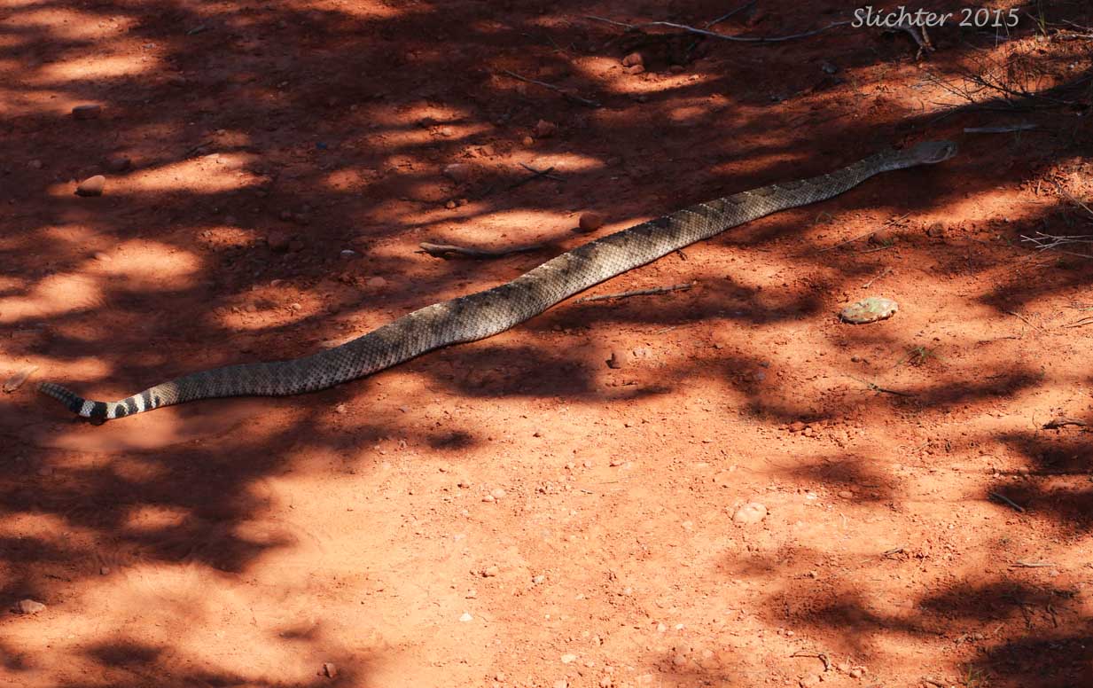 Western Diamondback Rattlesnake: Crotalus atrox