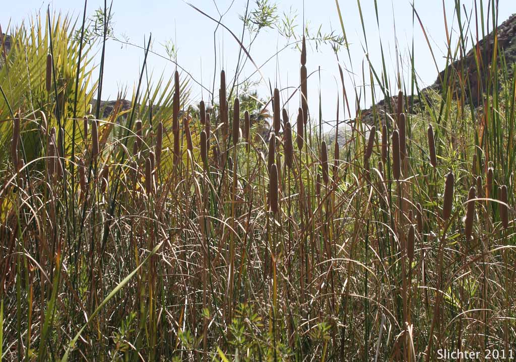 Narrowleaf Cattail, Southern Cattail: Typha domingensis