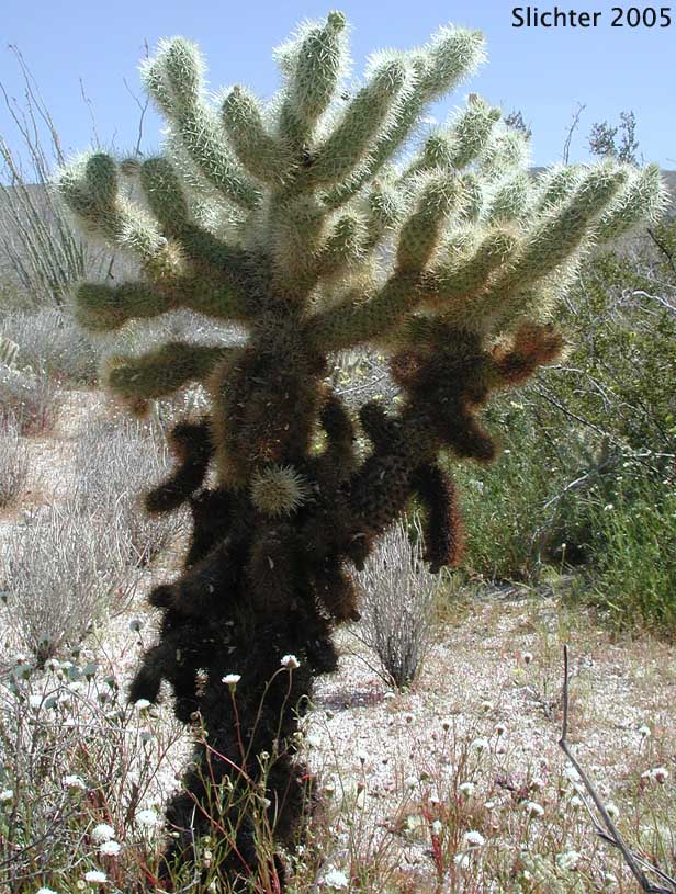 Jumping Cholla, Teddy Bear Cholla, Teddybear Cholla: Cylindropuntia bigelovii (Synonym: Opuntia bigelovii)