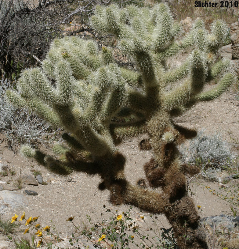 Jumping Cholla, Teddy Bear Cholla, Teddybear Cholla: Cylindropuntia bigelovii (Synonym: Opuntia bigelovii)