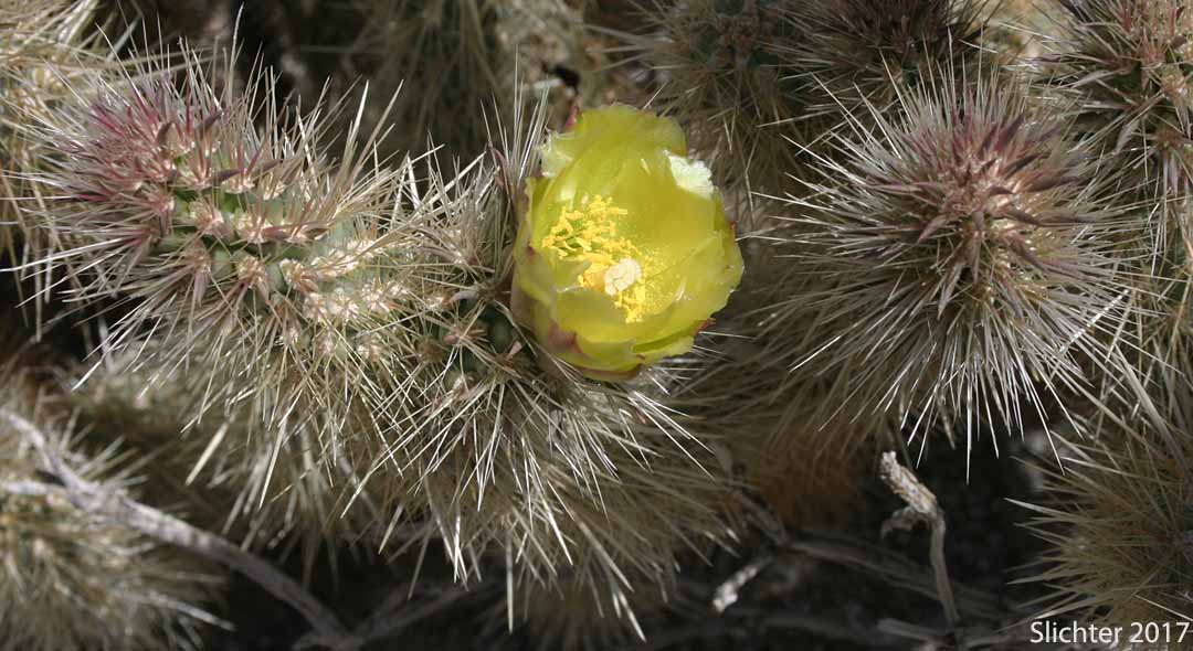 Golden Cholla, Silver Cholla, Staghorn Cholla, Wiggins' Cholla: Cylindropuntia echinocarpa (Synonyms: Opuntia echinocarpa, Opuntia wigginsii)