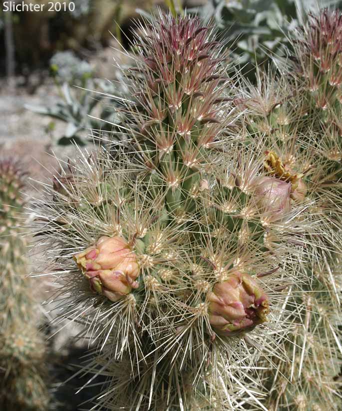 Golden Cholla, Silver Cholla, Staghorn Cholla, Wiggins' Cholla: Cylindropuntia echinocarpa (Synonyms: Opuntia echinocarpa, Opuntia wigginsii)