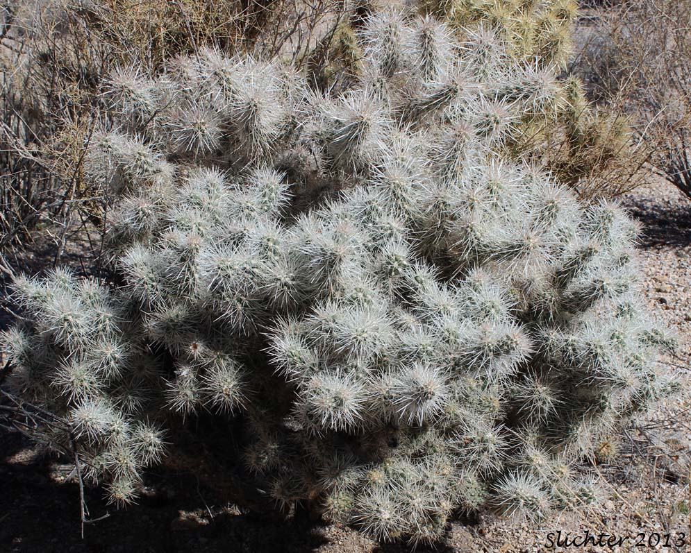 Golden Cholla, Silver Cholla, Staghorn Cholla, Wiggins' Cholla: Cylindropuntia echinocarpa (Synonyms: Opuntia echinocarpa, Opuntia wigginsii)