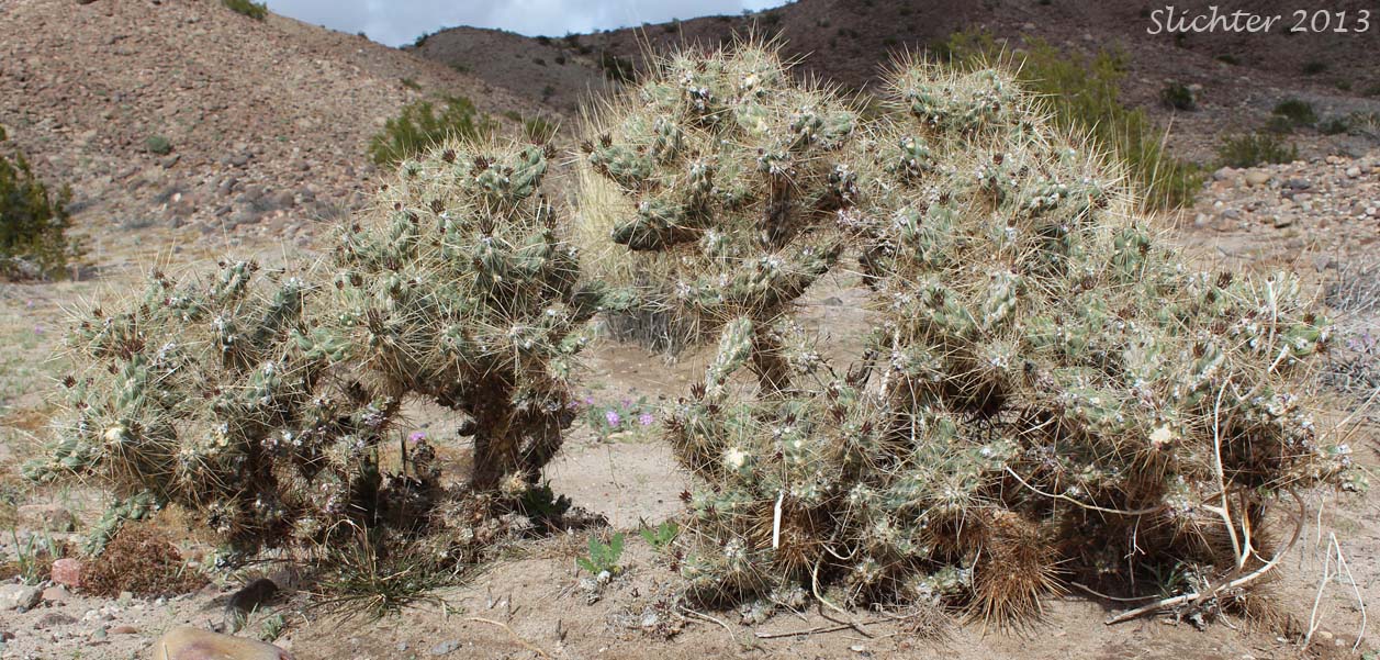 Golden Cholla, Silver Cholla, Staghorn Cholla, Wiggins' Cholla: Cylindropuntia echinocarpa (Synonyms: Opuntia echinocarpa, Opuntia wigginsii)