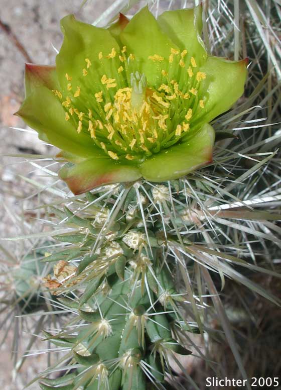 Gander's Buckhorn Cholla, Gander's Cholla: Cylindropuntia ganderi (Synonyms: Opuntia acanthocarpa ssp. ganderi, Opuntia ganderi)