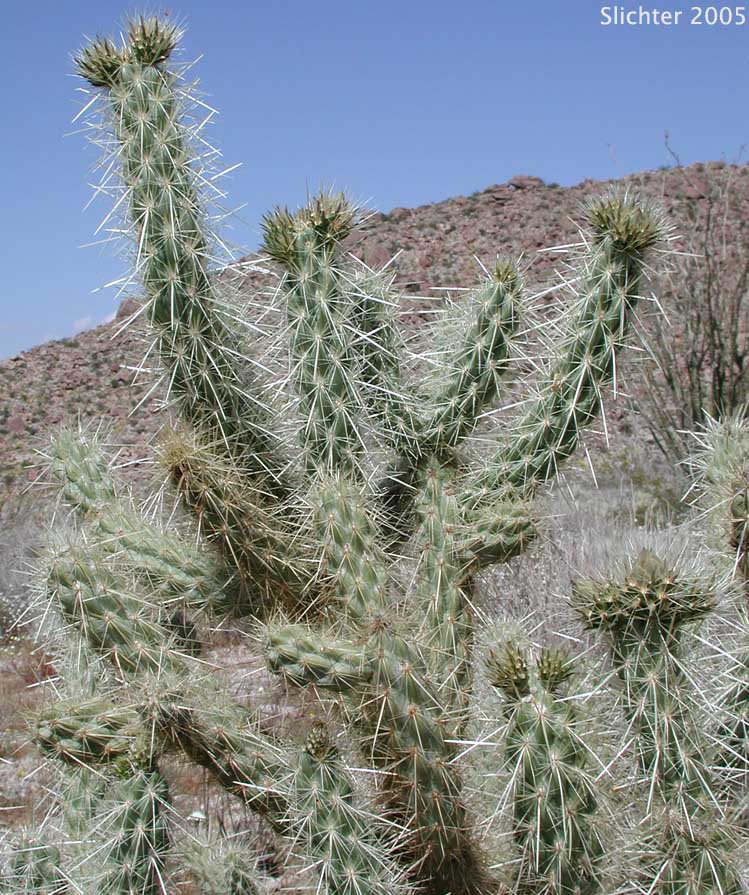 Gander's Buckhorn Cholla, Gander's Cholla: Cylindropuntia ganderi (Synonyms: Opuntia acanthocarpa ssp. ganderi, Opuntia ganderi)