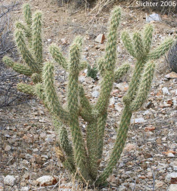 Gander's Buckhorn Cholla, Gander's Cholla: Cylindropuntia ganderi (Synonyms: Opuntia acanthocarpa ssp. ganderi, Opuntia ganderi)