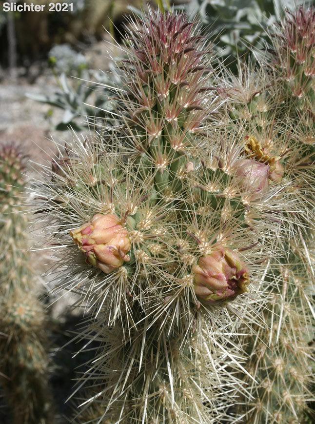 Gander's Buckhorn Cholla, Gander's Cholla: Cylindropuntia ganderi (Synonyms: Opuntia acanthocarpa ssp. ganderi, Opuntia ganderi)