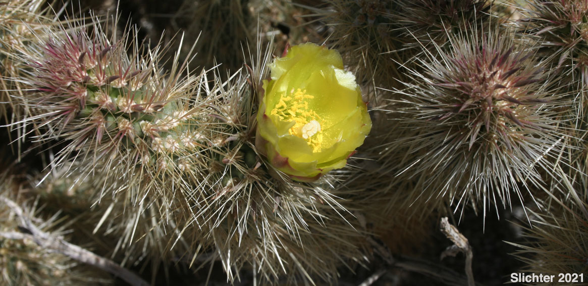 Gander's Buckhorn Cholla, Gander's Cholla: Cylindropuntia ganderi (Synonyms: Opuntia acanthocarpa ssp. ganderi, Opuntia ganderi)