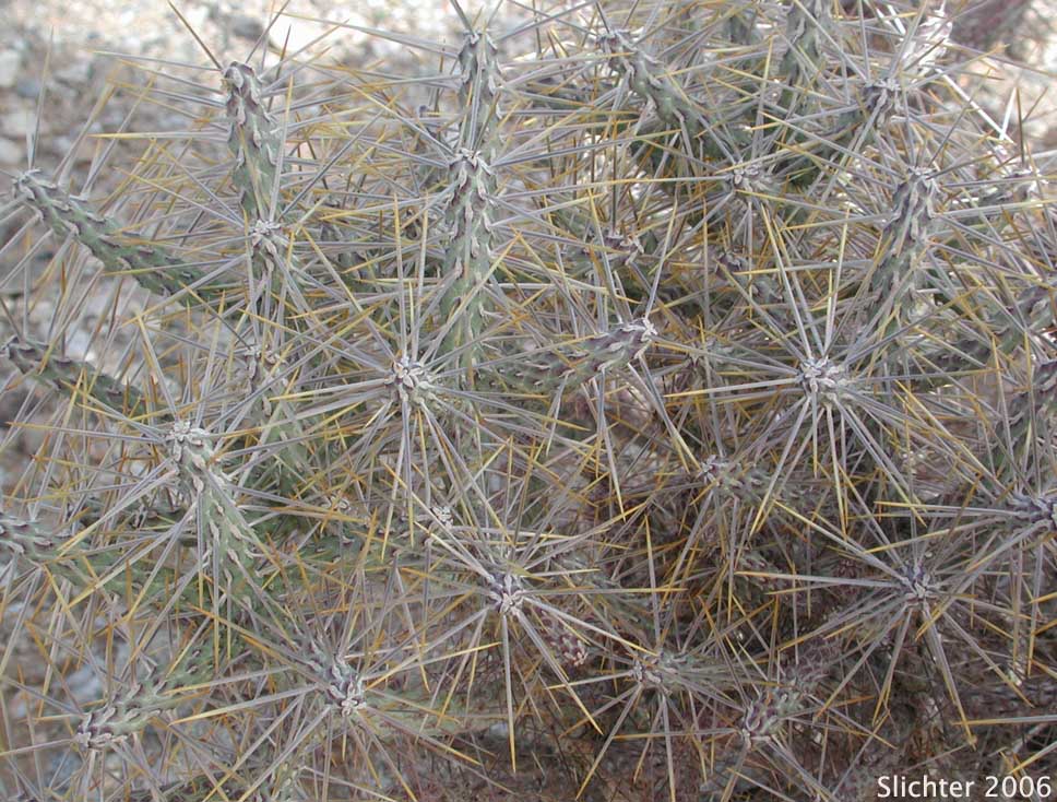 Branched Pencil Cholla: Cylindropuntia ramosissima (Synonym: Opuntia ramosissima)