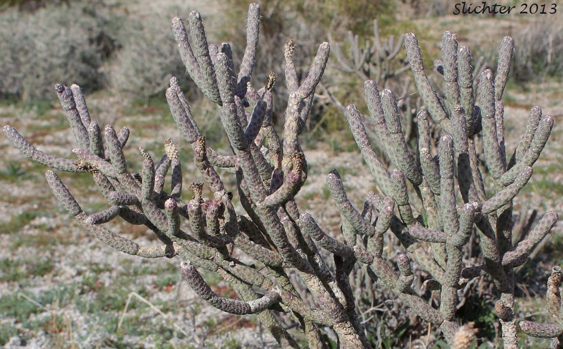 Branched Pencil Cholla: Cylindropuntia ramosissima (Synonym: Opuntia ramosissima)