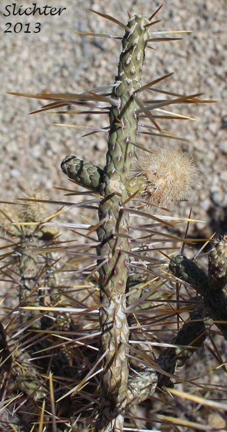 Branched Pencil Cholla: Cylindropuntia ramosissima (Synonym: Opuntia ramosissima)
