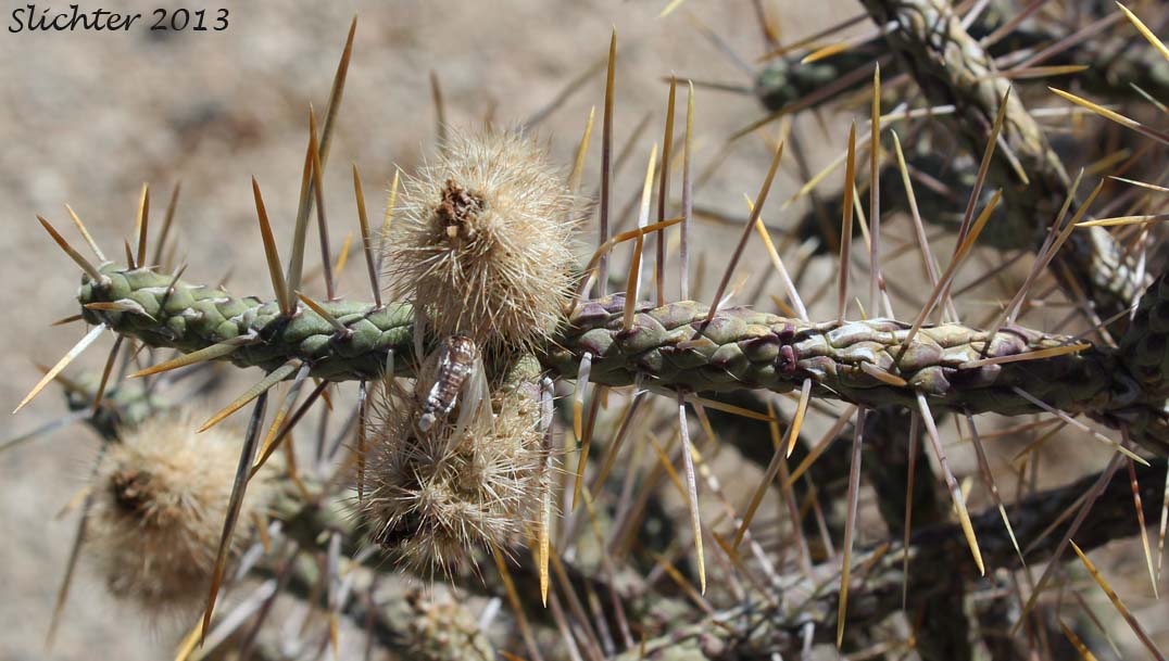 Branched Pencil Cholla: Cylindropuntia ramosissima (Synonym: Opuntia ramosissima)