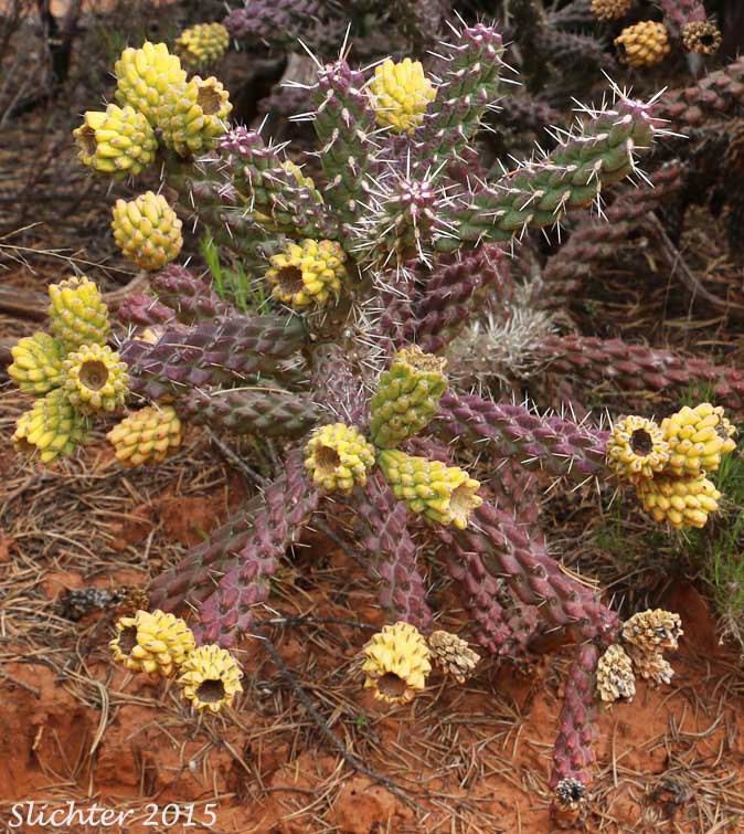 Whipple Cholla: Cylindropuntia whipplei (Synonyms: Opuntia whipplei; Cylindropuntia hualpaensis; Cylindropuntia whipplei var. enodis; Opuntia whipplei var. enodis; Opuntia whipplei var. laevior)