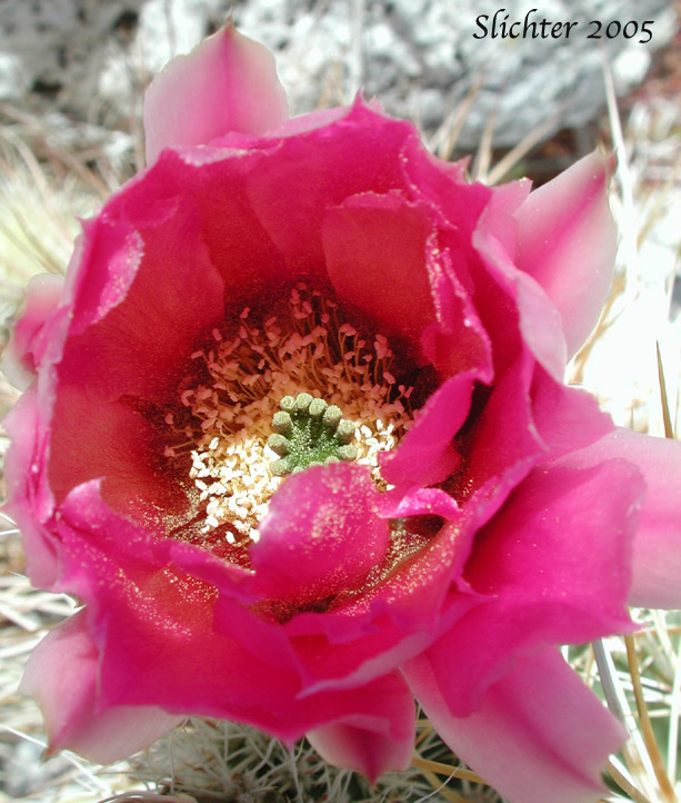 Engelmann's Hedgehog Cactus: Echinocereus engelmannii