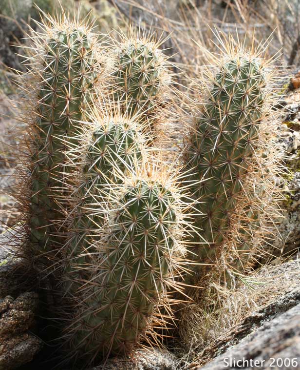ngelmann's Hedgehog Cactus: Echinocereus engelmannii