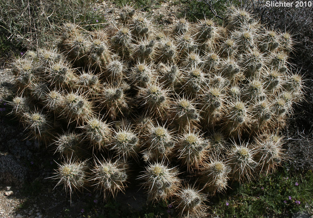 Engelmann's Hedgehog Cactus: Echinocereus engelmannii