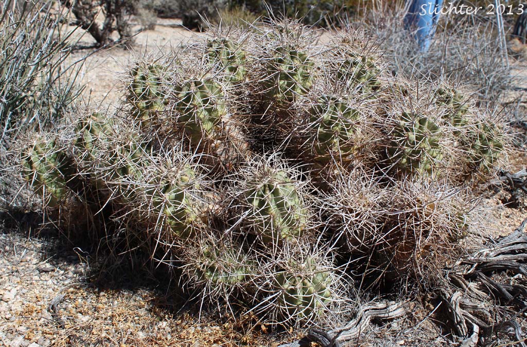 Mojave Kingcup Cactus: Echinocereus mojavensis (Synonyms: Echinocereus triglochidiatus, Echinocereus triglochidiatus var. mojavensis)