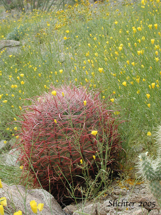 Barrel Cactus, California Barrel Cactus: Ferocactus cylindraceus (Synonyms: Echinocactus cylindraceus, Ferocactus acanthodes, Ferocactus cylindraceus var. lecontei, Ferocactus cylindraceus var. cylindraceus)