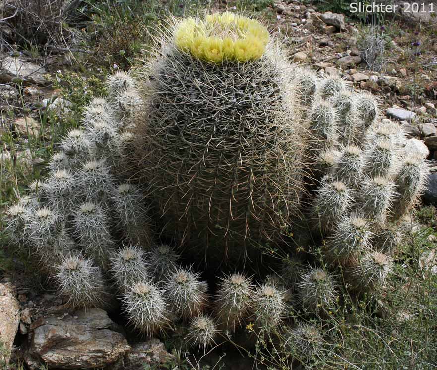Barrel Cactus, California Barrel Cactus: Ferocactus cylindraceus (Synonyms: Echinocactus cylindraceus, Ferocactus acanthodes, Ferocactus cylindraceus var. lecontei, Ferocactus cylindraceus var. cylindraceus) with Hedgehog Cactus (Echinocereus engelmannii)