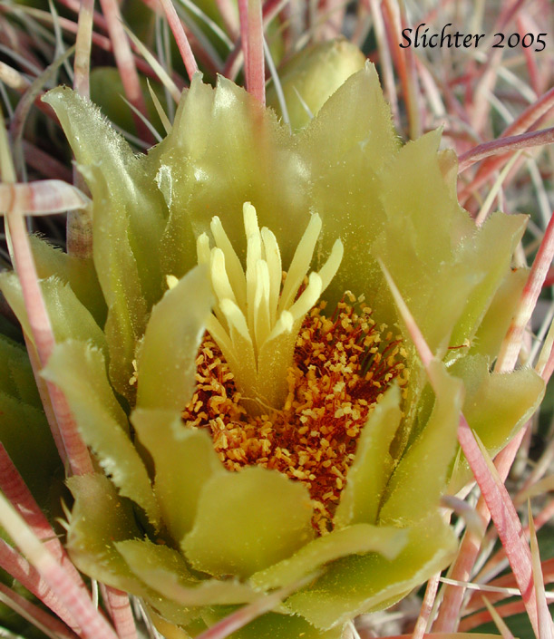 Barrel Cactus, California Barrel Cactus: Ferocactus cylindraceus (Synonyms: Echinocactus cylindraceus, Ferocactus acanthodes, Ferocactus cylindraceus var. lecontei, Ferocactus cylindraceus var. cylindraceus)