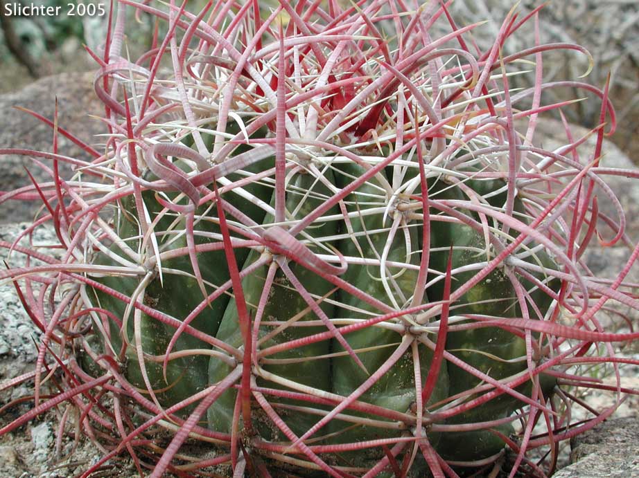 Barrel Cactus, California Barrel Cactus: Ferocactus cylindraceus (Synonyms: Echinocactus cylindraceus, Ferocactus acanthodes, Ferocactus cylindraceus var. lecontei, Ferocactus cylindraceus var. cylindraceus)