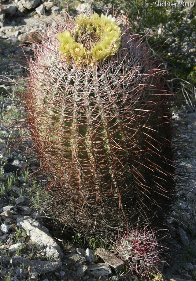 Barrel Cactus, California Barrel Cactus: Ferocactus cylindraceus (Synonyms: Echinocactus cylindraceus, Ferocactus acanthodes, Ferocactus cylindraceus var. lecontei, Ferocactus cylindraceus var. cylindraceus)