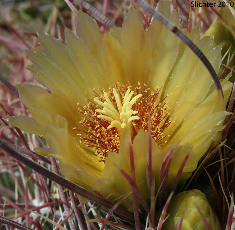 Flower of Barrel Cactus, California Barrel Cactus: Ferocactus cylindraceus (Synonyms: Echinocactus cylindraceus, Ferocactus acanthodes, Ferocactus cylindraceus var. lecontei, Ferocactus cylindraceus var. cylindraceus)