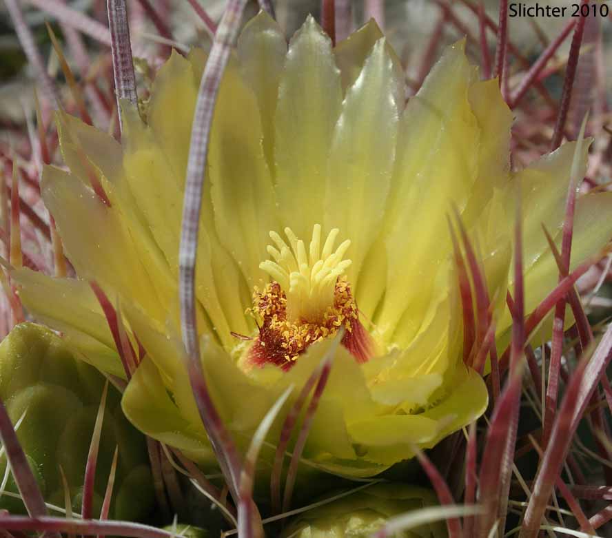 Flower of Barrel Cactus, California Barrel Cactus: Ferocactus cylindraceus (Synonyms: Echinocactus cylindraceus, Ferocactus acanthodes, Ferocactus cylindraceus var. lecontei, Ferocactus cylindraceus var. cylindraceus)