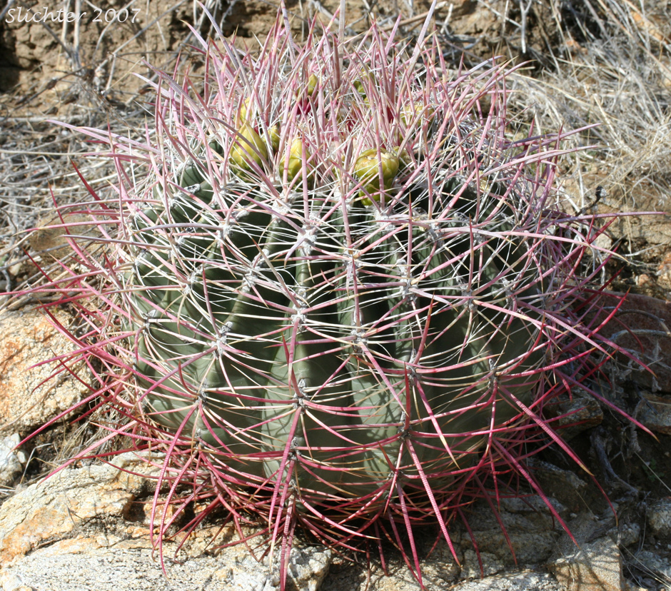 Barrel Cactus, California Barrel Cactus: Ferocactus cylindraceus (Synonyms: Echinocactus cylindraceus, Ferocactus acanthodes, Ferocactus cylindraceus var. lecontei, Ferocactus cylindraceus var. cylindraceus)