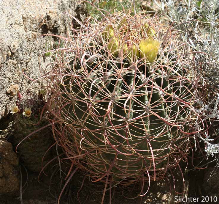 Barrel Cactus, California Barrel Cactus: Ferocactus cylindraceus (Synonyms: Echinocactus cylindraceus, Ferocactus acanthodes, Ferocactus cylindraceus var. lecontei, Ferocactus cylindraceus var. cylindraceus)